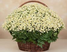 Цветочная композиция из Ромашки в корзине #REPLACE_PRED# Ясенской